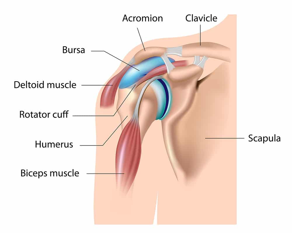 parts of the shoulder
